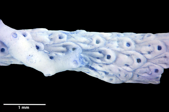 Senckenberg, Bryozoa, Bryozoen, Moostierchen, Sammlung Voigt