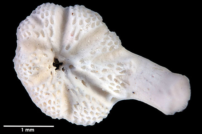 Senckenberg, Bryozoa, Bryozoen, Moostierchen, Sammlung Voigt