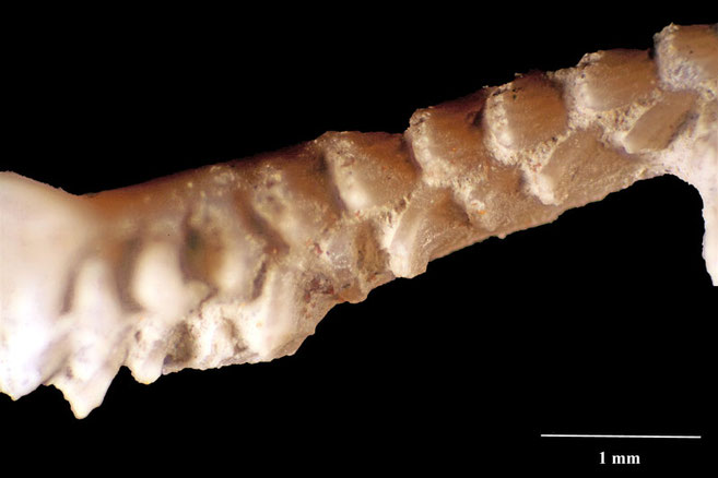 Senckenberg, Bryozoa, Bryozoen, Moostierchen, Sammlung Voigt