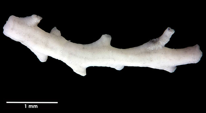 Senckenberg, Bryozoa, Bryozoen, Moostierchen, Sammlung Voigt