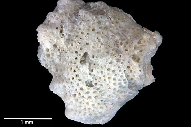 Senckenberg, Bryozoa, Bryozoen, Moostierchen, Sammlung Voigt