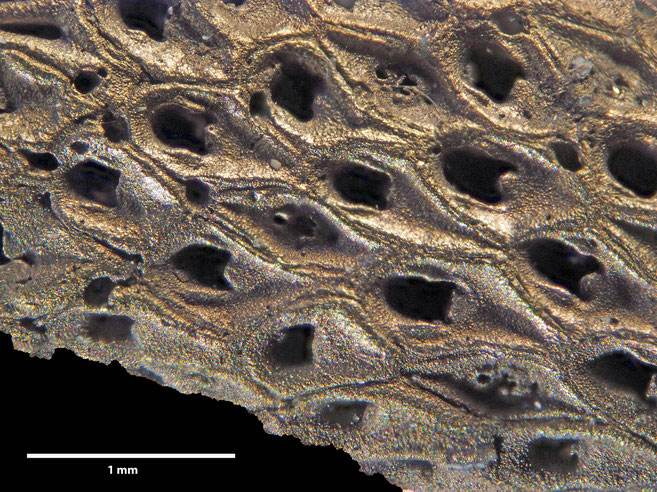 Senckenberg, Bryozoa, Bryozoen, Moostierchen, Sammlung Voigt