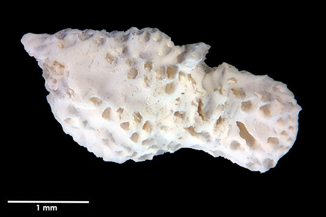 Senckenberg, Bryozoa, Bryozoen, Moostierchen, Sammlung Voigt