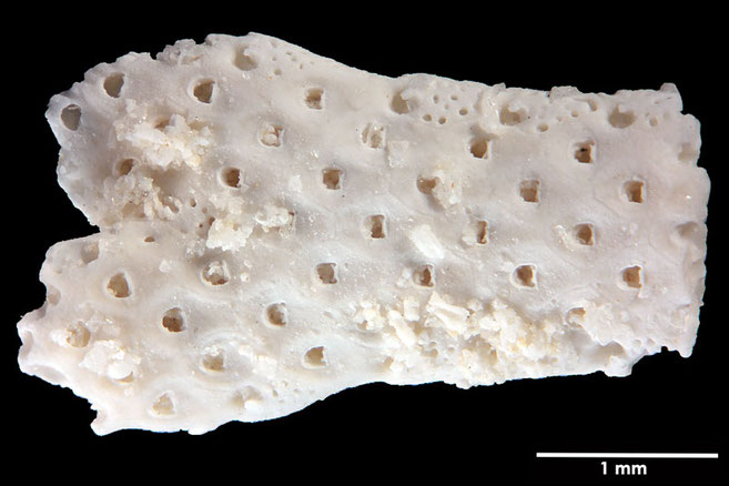 Senckenberg, Bryozoa, Bryozoen, Moostierchen, Sammlung Voigt