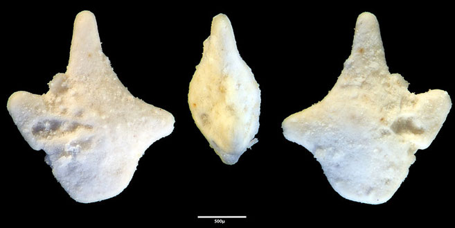 Foraminifere, Foraminifera, Bryozoa, Senckenberg, fossil, Grube, Curfs, Maastrichtium