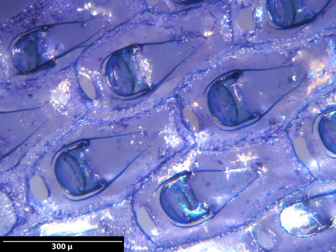 Senckenberg, Bryozoa, Bryozoen, Moostierchen, Sammlung Voigt