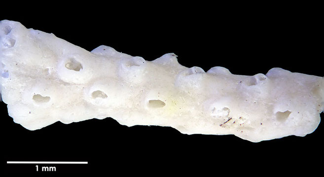 Senckenberg, Bryozoa, Bryozoen, Moostierchen, Sammlung Voigt