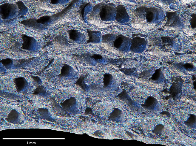 Senckenberg, Bryozoa, Bryozoen, Moostierchen, Sammlung Voigt