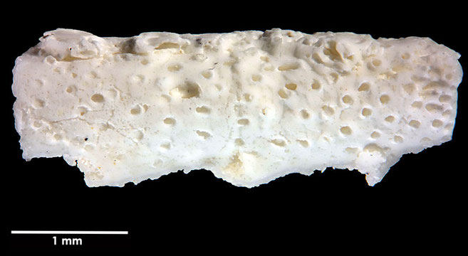 Senckenberg, Bryozoa, Bryozoen, Moostierchen, Sammlung Voigt