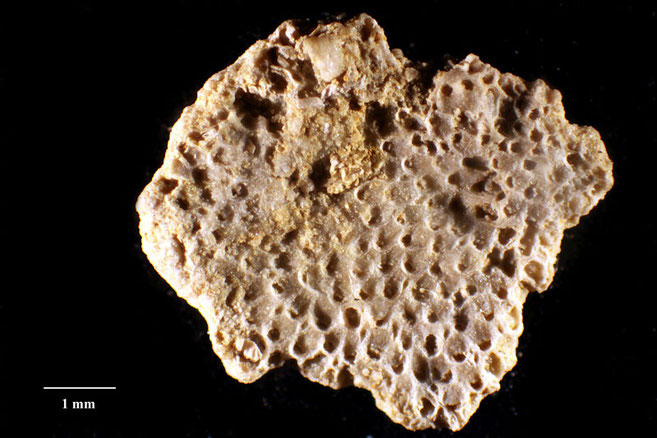 Senckenberg, Bryozoa, Bryozoen, Moostierchen, Sammlung Voigt