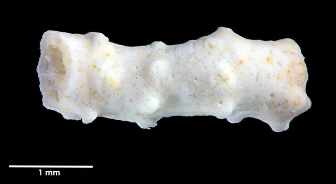 Senckenberg, Bryozoa, Bryozoen, Moostierchen, Sammlung Voigt