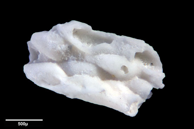 Senckenberg, Bryozoa, Bryozoen, Moostierchen, Sammlung Voigt