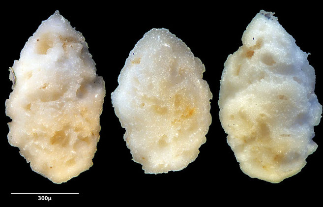 Bild 2 Foraminifera sp oder anderes, Grube Curfs aus 33 Aufnahmen gestackt
