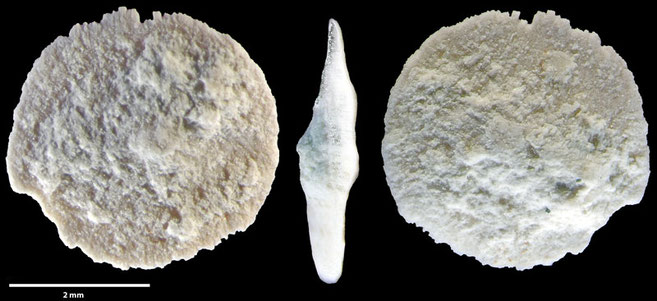Foraminiferen, Foraminifera, Fora