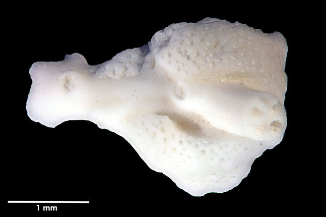 Senckenberg, Bryozoa, Bryozoen, Moostierchen, Sammlung Voigt