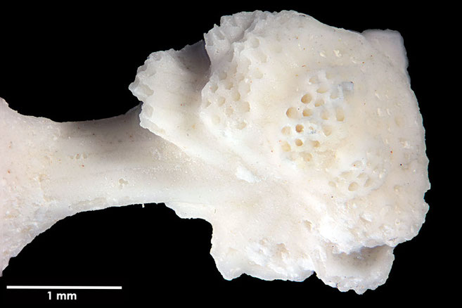 Senckenberg, Bryozoa, Bryozoen, Moostierchen, Sammlung Voigt