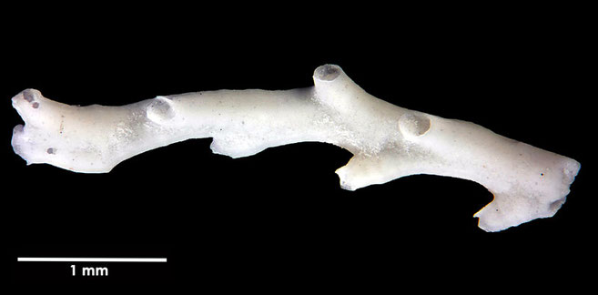 Senckenberg, Bryozoa, Bryozoen, Moostierchen, Sammlung Voigt