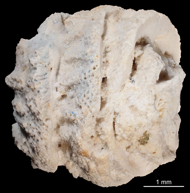 Senckenberg, Bryozoa, Bryozoen, Moostierchen, Sammlung Voigt