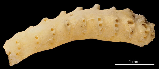 Senckenberg, Bryozoa, Bryozoen, Moostierchen, Sammlung Voigt