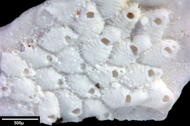 Senckenberg, Bryozoa, Bryozoen, Moostierchen, Sammlung Voigt