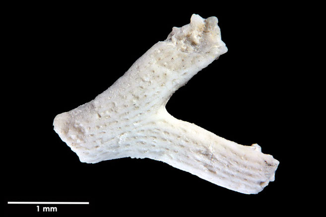 Senckenberg, Bryozoa, Bryozoen, Moostierchen, Sammlung Voigt