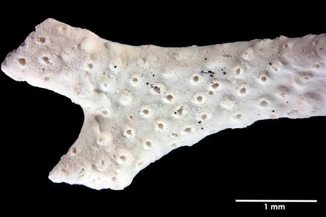 Senckenberg, Bryozoa, Bryozoen, Moostierchen, Sammlung Voigt