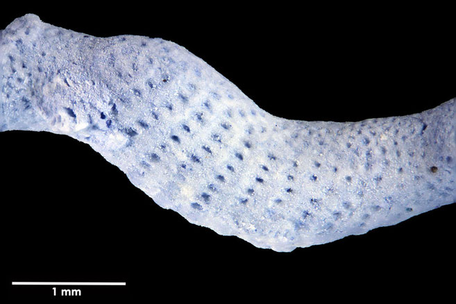 Senckenberg, Bryozoa, Bryozoen, Moostierchen, Sammlung Voigt