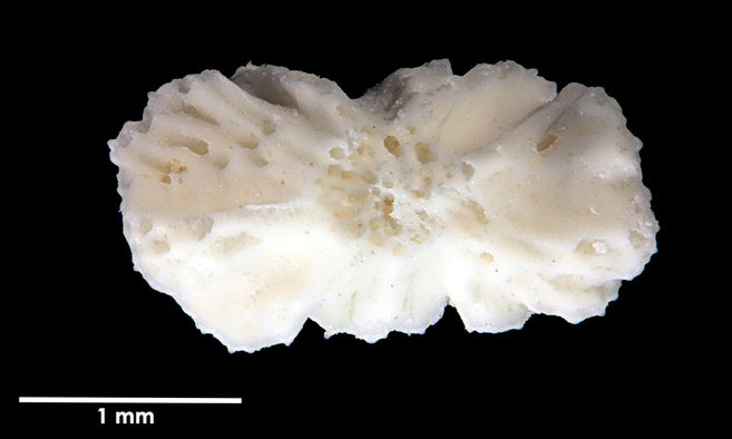 Senckenberg, Bryozoa, Bryozoen, Moostierchen, Sammlung Voigt