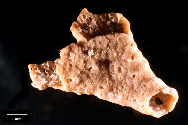 Senckenberg, Bryozoa, Bryozoen, Moostierchen, Sammlung Voigt