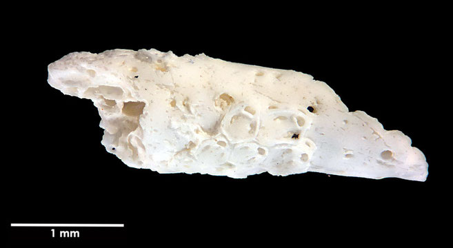 Senckenberg, Bryozoa, Bryozoen, Moostierchen, Sammlung Voigt