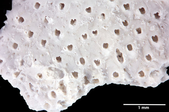 Senckenberg, Bryozoa, Bryozoen, Moostierchen, Sammlung Voigt