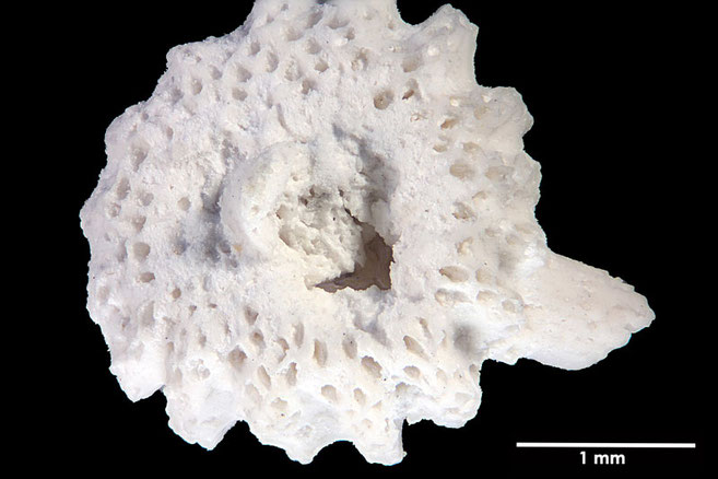 Senckenberg, Bryozoa, Bryozoen, Moostierchen, Sammlung Voigt