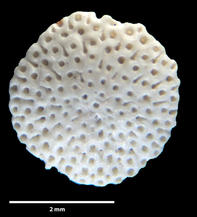 Senckenberg, Bryozoa, Bryozoen, Moostierchen, Sammlung Voigt