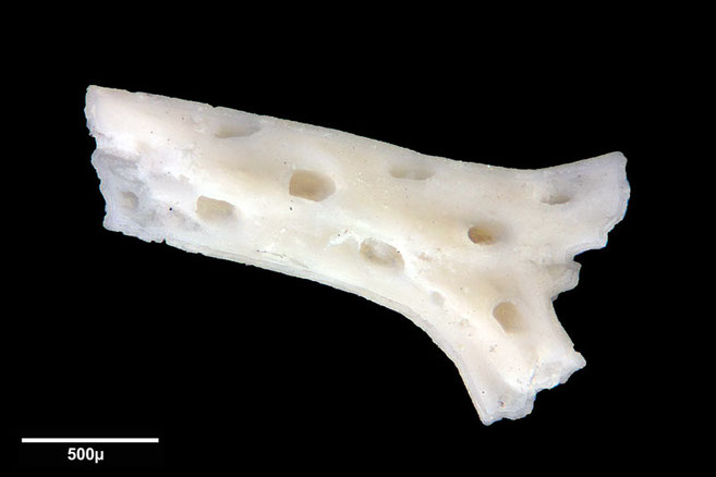 Senckenberg, Bryozoa, Bryozoen, Moostierchen, Sammlung Voigt