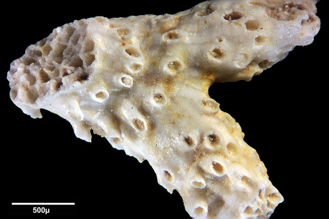 Senckenberg, Bryozoa, Bryozoen, Moostierchen, Sammlung Voigt