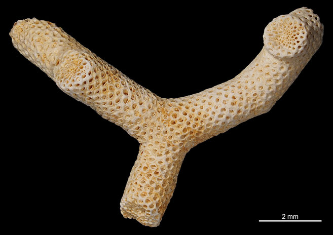 Senckenberg, Bryozoa, Bryozoen, Moostierchen, Sammlung Voigt