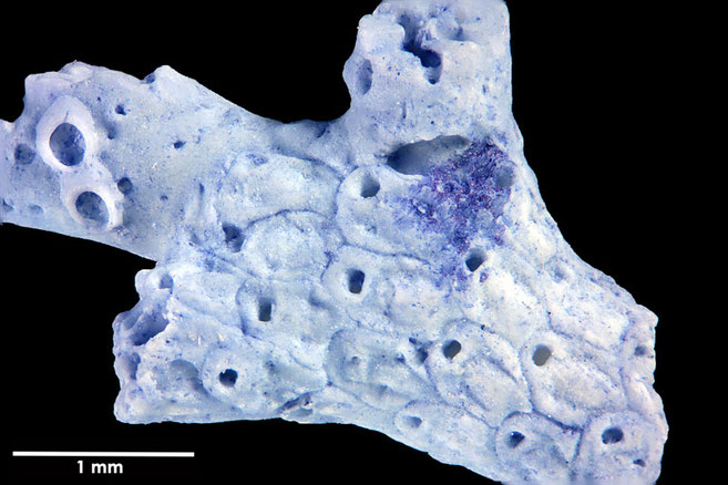 Senckenberg, Bryozoa, Bryozoen, Moostierchen, Sammlung Voigt