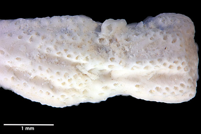 Senckenberg, Bryozoa, Bryozoen, Moostierchen, Sammlung Voigt