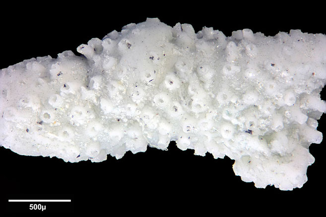 Senckenberg, Bryozoa, Bryozoen, Moostierchen, Sammlung Voigt