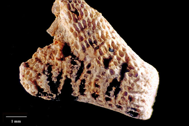 Senckenberg, Bryozoa, Bryozoen, Moostierchen, Sammlung Voigt