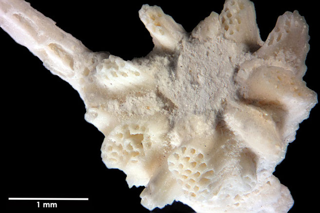 Senckenberg, Bryozoa, Bryozoen, Moostierchen, Sammlung Voigt