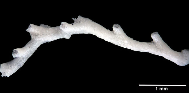 Senckenberg, Bryozoa, Bryozoen, Moostierchen, Sammlung Voigt