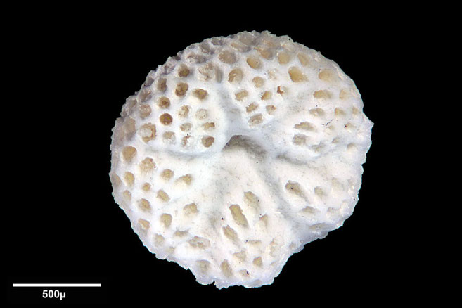 Senckenberg, Bryozoa, Bryozoen, Moostierchen, Sammlung Voigt