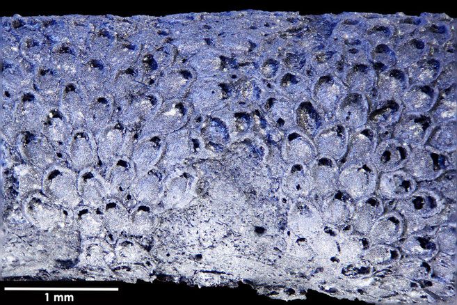 Senckenberg, Bryozoa, Bryozoen, Moostierchen, Sammlung Voigt