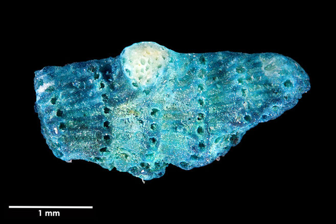 Senckenberg, Bryozoa, Bryozoen, Moostierchen, Sammlung Voigt