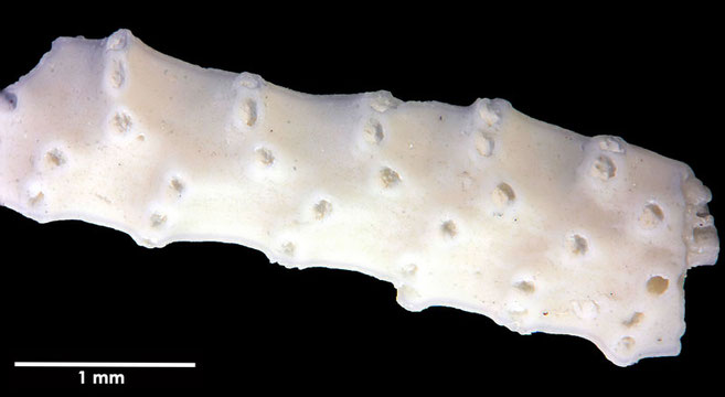 Senckenberg, Bryozoa, Bryozoen, Moostierchen, Sammlung Voigt