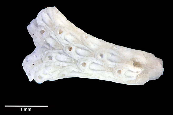 Senckenberg, Bryozoa, Bryozoen, Moostierchen, Sammlung Voigt