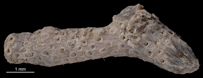 Senckenberg, Bryozoa, Bryozoen, Moostierchen, Sammlung Voigt