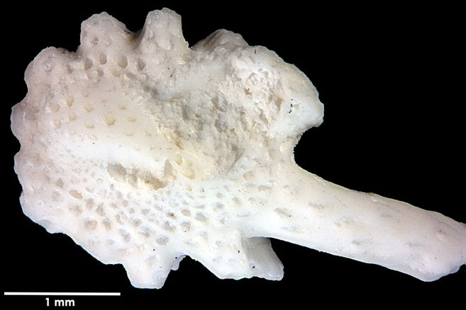 Senckenberg, Bryozoa, Bryozoen, Moostierchen, Sammlung Voigt