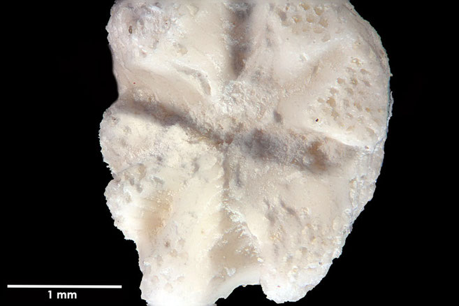 Senckenberg, Bryozoa, Bryozoen, Moostierchen, Sammlung Voigt